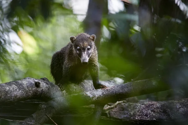 Απομονωμένη δάσος φόντο, λευκό-nosed coati, Nasua narica κοιτάζει απευθείας στην κάμερα. Coatimundi με την τυπική δασικών βιοτόπων. Άγριο ζώο στο τροπικό δάσος. Κόστα Ρίκα. — Φωτογραφία Αρχείου