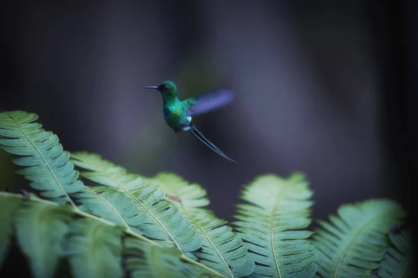 Isolado no fundo verde escuro, pequeno beija-flor com cauda longa, Discosura conversii, cauda de espinheiro verde, pairando no ar sobre folhas de parênteses . — Fotografia de Stock