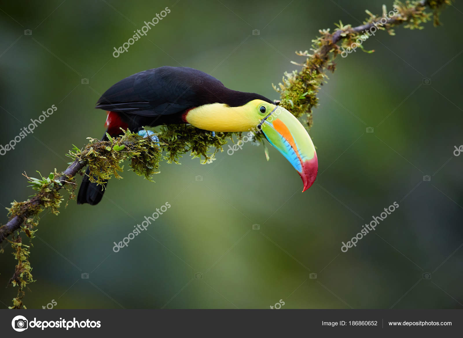 Toucan à Carène Ramphastos Sulfuratus Célèbre Oiseau