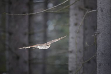Kuzey çakır kuşu, Accipiter gentilis. Erkek, hızlı bir şekilde onun yerli orman ortamında bir yırtıcı kuş uçan. Hayvan eylem sahne. Kış Doğa.