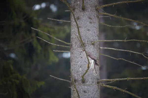 Kuzey çakır kuşu, Accipiter gentilis. Onun yerli Ladin orman ortamında bir yırtıcı kuş. Şube, avlanmak hazır oturan çakır kuşu. Hayvan fotoğraf sahne. Kış Doğa — Stok fotoğraf