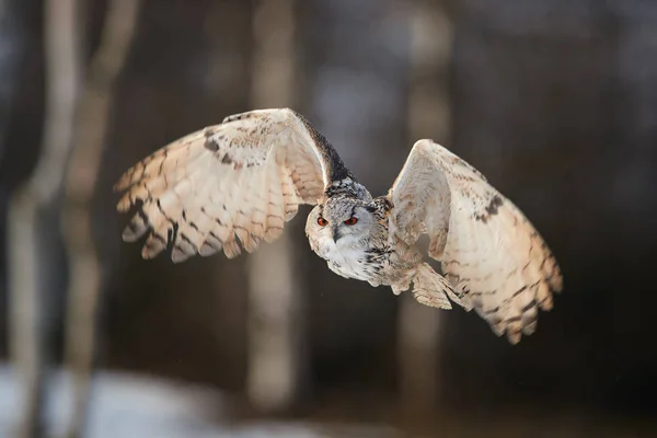 Eagle owl, Bubo bubo, obrovské sova letící proti rozmazané zasněžené břízy, ozařovaná zezadu zapadajícího slunce. Izolované-výr s jasně oranžové oči létání v zimě Tajga lese. Izolované sova v zimní přírodě — Stock fotografie