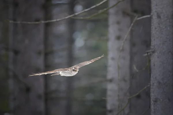Autour des palombes, Accipiter gentilis. Oiseau femelle qui vole rapidement dans son milieu forestier naturel. Scène d'action animale. Nature hivernale . — Photo