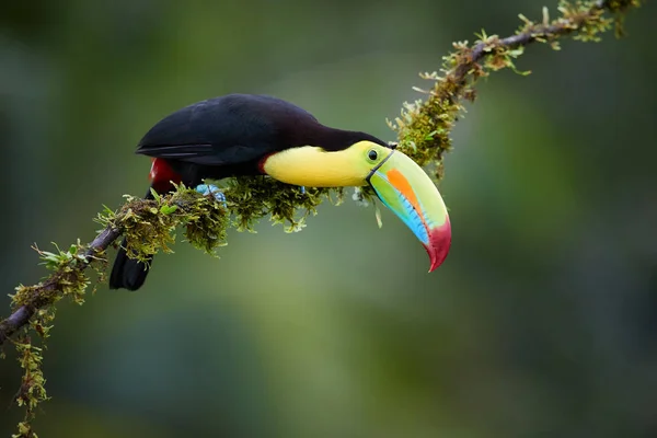 Tucán de pico de quilla, Ramphastos sulfuratus, famoso pájaro tropical con pico enorme. Colorido tucán sentado en una rama musgosa en el bosque tropical, Boca Tapada, Costa Rica. Vida silvestre en Centroamérica . —  Fotos de Stock