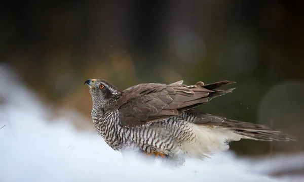 Close up raptor, Northern goshawk, Accipiter gentilis on the snowy ground. Low angle photo of bird of prey in its native spruce forest environment. Animal action scene. Winter nature. — Stock Photo, Image