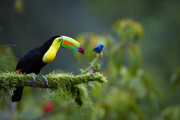 Keel-billed Toucan, Ramphastos sulfuratus, famoso pássaro tropical com enorme bico sentado no ramo musgo na floresta tropical de Boca Tapada, Costa Rica. Fotografias de animais selvagens na América Central . — Fotografia de Stock