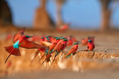 Red birds. Colorful Southern Carmine bee-eater, Merops nubicoides, colony of red and blue winged african birds on the bank of Zambezi river. Bird photography in ManaPools, Zimbabwe. clipart