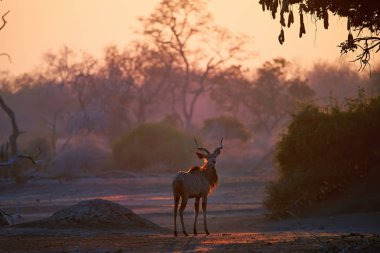 Greater Kudu, Tragelaphus strepsiceros, an African antelope, male with huge twisted horns lit by the morning sun, against the termite mound. Safari Adventure on the plains of Mana Pools, Zimbabwe.