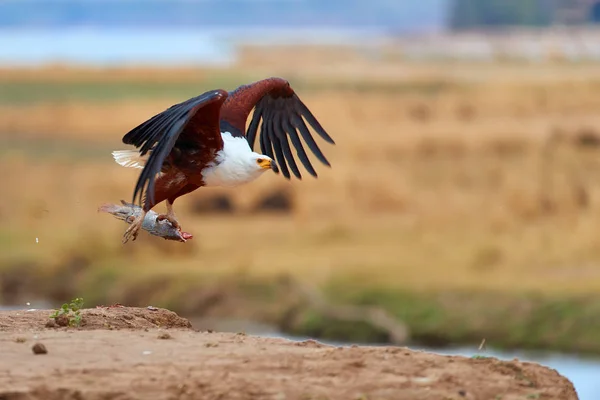 Foto Acción Animal Águila Pescadora Africana Con Peces Tilapia Garras — Foto de Stock