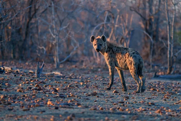 Repéré Hyena Crocuta Crocuta Sur Une Plaine Rocheuse Dans Lumière — Photo