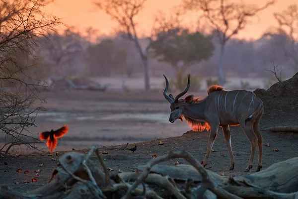 Grand Kudu Tragelaphus Strepsiceros Une Antilope Africaine Mâle Avec Énormes — Photo