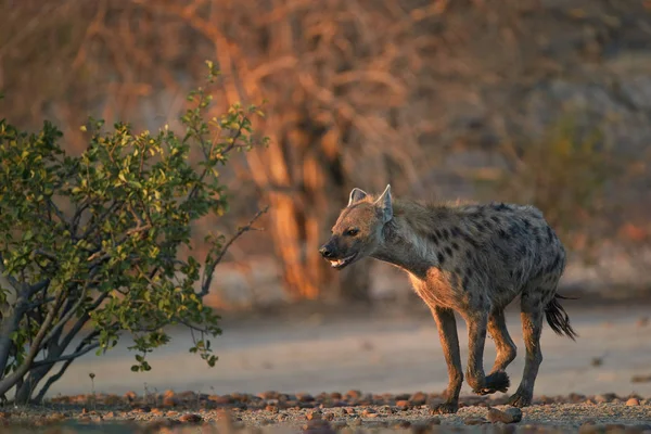 Repéré Hyena Crocuta Crocuta Sur Une Plaine Rocheuse Dans Lumière — Photo