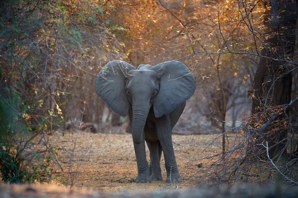 Animal Scene Mana Pools National Park Direct View African Elephant — Stok fotoğraf