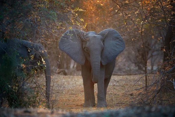 Animal Scene Mana Pools National Park Direct View African Elephant — Stok fotoğraf