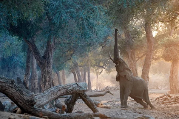 Сцена Слоном Национального Парка Мана Пулс Африканский Слон Пытается Дотянуться — стоковое фото