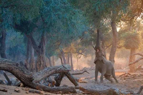 Сцена Слоном Национального Парка Мана Пулс Африканский Слон Пытается Дотянуться — стоковое фото