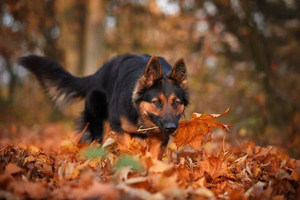 Floresta Outono Com Cão Família Cão Pastor Ativo Que Vagueia — Fotografia de Stock