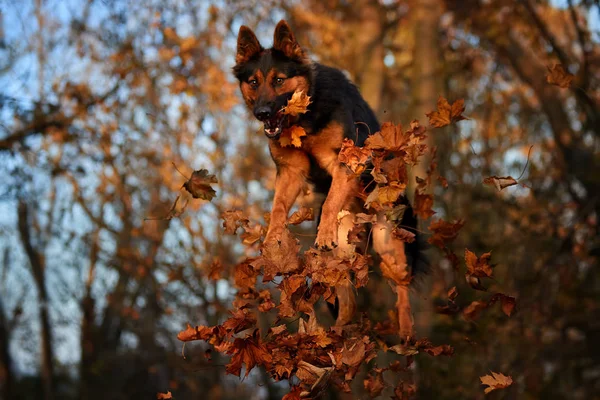 Bosque Otoño Con Perro Familia Perro Pastor Activo Saltando Montón —  Fotos de Stock