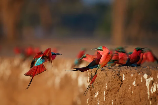 Rote Vögel Bunte Südliche Karminrote Bienenfresser Merops Nubicoides Eine Kolonie — Stockfoto