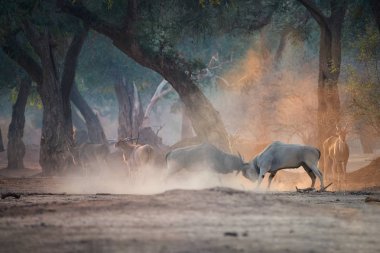 Mana havuzlarında safari yürüyüşü, Zimbabwe. İki büyük erkek antilop, Taurotragus Afrika antilobu, sabah güneşinin aydınlattığı turuncu bir toz bulutunun içinde savaşıyor. Unesco doğal miras bölgesi, Afrika.
