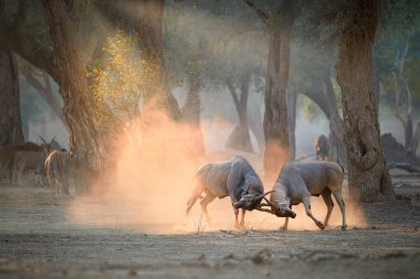 İki büyük erkek antilop, Taurotragus Afrika antilobu, sabah güneşinin aydınlattığı turuncu bir toz bulutunun içinde savaşıyor. Düşük açı, vahşi hayvanların fotoğrafı, Mana havuzlarında yürüyen safari, Zimbabwe.