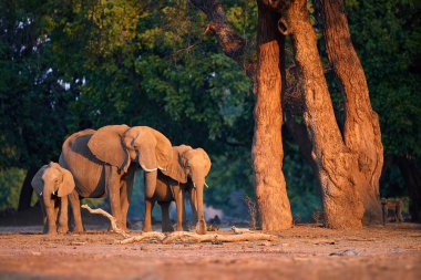 Zambezi kıyısındaki Afrika fil ailesi. Koyu yeşil ormana karşı güneşin turuncu ışığıyla aydınlatılıyor. Mana Havuz Ulusal Parkı 'ndan vahşi yaşam sahnesi. Düşük açılı fotoğraf, Zimbabwe hayvanları..