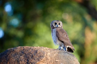 African wood owl or Woodford's owl, Strix woodfordii, perched on top of granit rock in colorful sunset against blurred green background. African wildlife, nocturnal bird of prey.Lake Chivero, Zimbabwe clipart