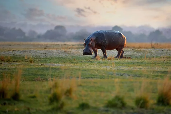 Flodhäst Flodhäst Farligt Afrikanskt Djur Zambeziflodens Gröna Slätter Mot Färgstark — Stockfoto