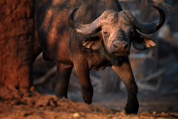 Feche Búfalo Africano Syncerus Caffer Animal Perigoso Sob Luz Manhã — Fotografia de Stock