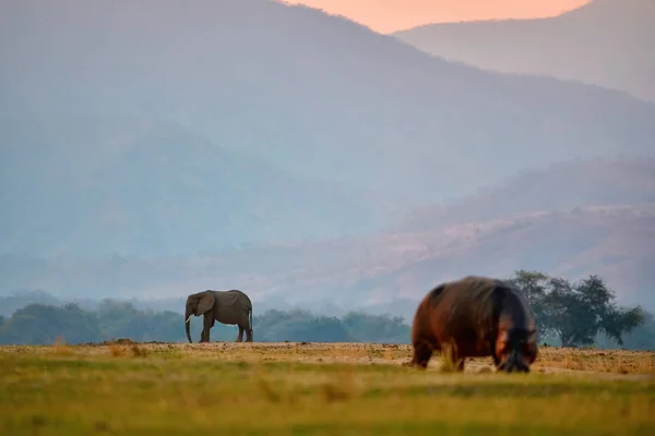 하마와 아프리카의 코끼리가 잠베지의 평원에서 언덕들을 잠베지 평원의 짐바브웨의 물웅덩이에 — 스톡 사진