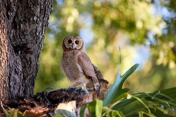 Hibou Des Bois Chouette Woodford Strix Woodfordii Perché Sur Une — Photo