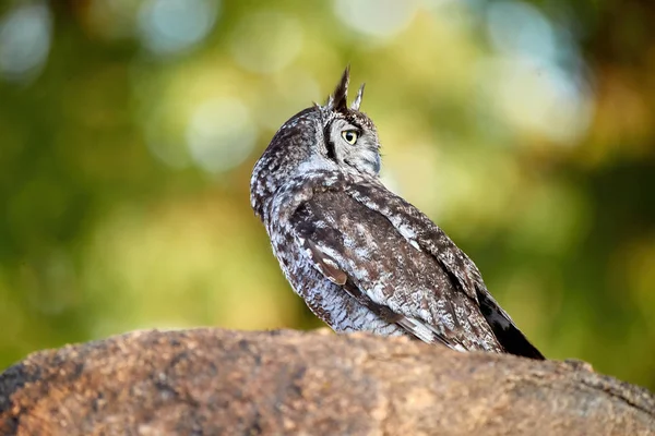 Primer Plano Búho Águila Manchada Bubo Africanus Aislado Una Roca —  Fotos de Stock