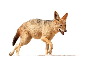 Beyaz arka planda, Siyah Sırtlı Çakal, kum tepesinde yürüyen Canis Mezomelas. Düşük açı, Afrika vahşi yaşamı, Dorob Ulusal Parkı, Namibya.