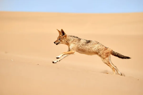 Isolated African Black Backed Jackal Canis Mesomelas Hunting Sand Dune — 스톡 사진