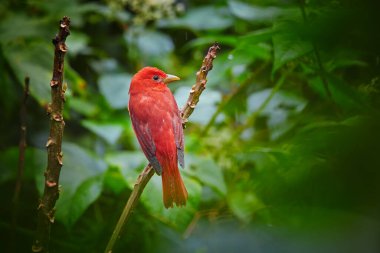 Parlak kırmızı tropikal kuş, dal üzerinde koyu yeşil yağmur ormanları yapraklarına karşı izole. Summer Tanager, Piranga yakutu sapına tünemiş. Tobago Ana Tepe Doğa Koruma Alanı. Kuş Trinidad ve Tobago teması.