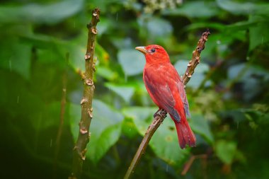 Bright red tropical bird, isolated on twig against dark green rainforest leaves. Summer Tanager, Piranga rubra perched on stem. Tobago Main Ridge nature reserve. Birding Trinidad and Tobago theme. clipart