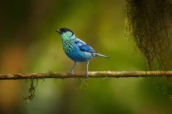 Φωτεινό Μπλε Τροπικό Πουλί Ενάντια Στο Σκούρο Πράσινο Τροπικό Δάσος — Φωτογραφία Αρχείου