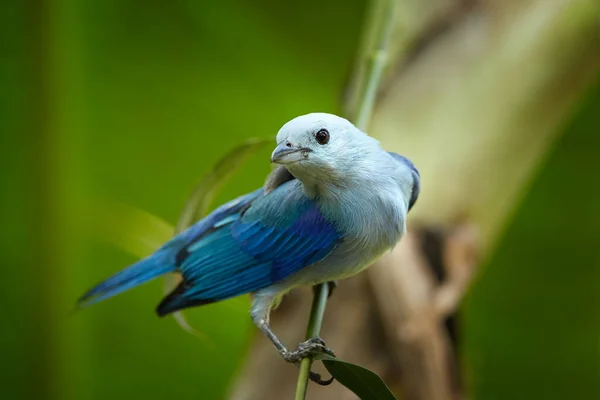Portret Błękitnego Jasnoszarego Tropikalnego Ptaka Tanager Thraupis Episcopus Niebiesko Szary — Zdjęcie stockowe