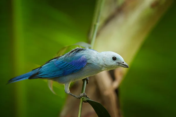 Portrait of blue and light grey tropical bird, tanager Thraupis episcopus. Blue-gray Tanager perched on stem in rain forest of Tobago. Blurred green plants in background. Typical environment.