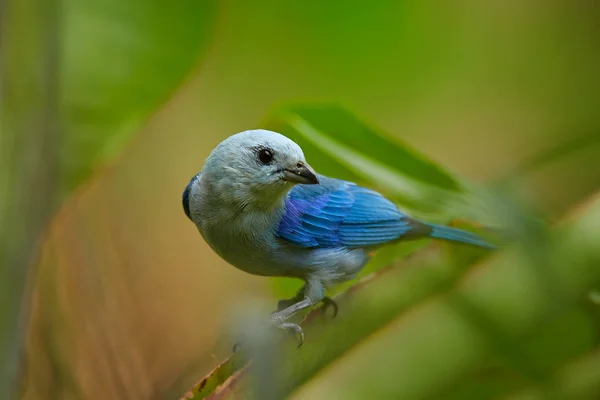 青とライトグレーの熱帯鳥の肖像画 タンカーThraupisエピソード 青灰色のタンジェは トバゴの熱帯雨林の茎に浸透しました 背景には青緑色の植物 代表的な環境 — ストック写真