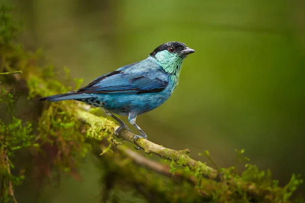 Koyu Yeşil Yağmur Ormanlarına Karşı Parlak Mavi Tropikal Kuş Siyah — Stok fotoğraf