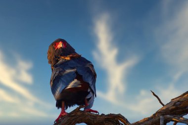 Close up, Bateleur, Terathopius ecaudatus, colorful adult eagle with red colored face, perched on branch against sunset sky. African wildlife experience during camping in Kgalagadi park, Botswana.