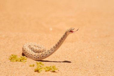 Wildlife encounter. Small, poisonous sand viper Bitis peringueyi, Peringuey's desert adder with erected head and opened mouth, side-winding in the sand dunes. Traveling  desert Dorob, Namibia, Africa.