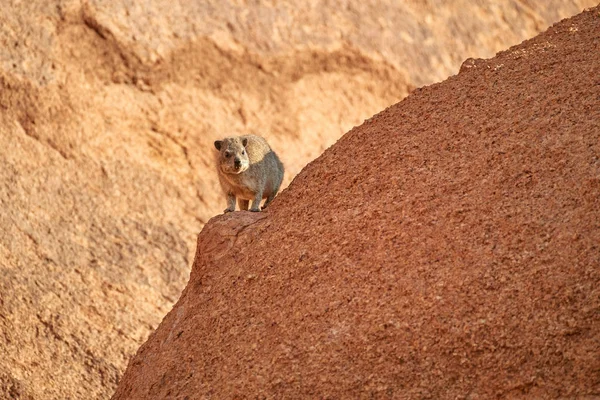 Wild Rock Hyrax Procavia Capensis Sobre Roca Granito Rojo Contra — Foto de Stock