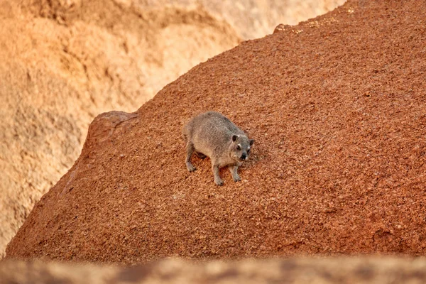 Wild Rock Hyrax Procavia Capensis Red Granite Rock Colorful Sunset — Stockfoto