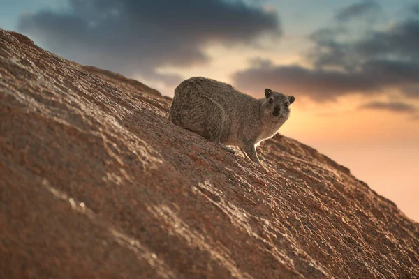 Wild Rock Hyrax Procavia Capensis Red Granite Rock Colorful Sunset — 스톡 사진