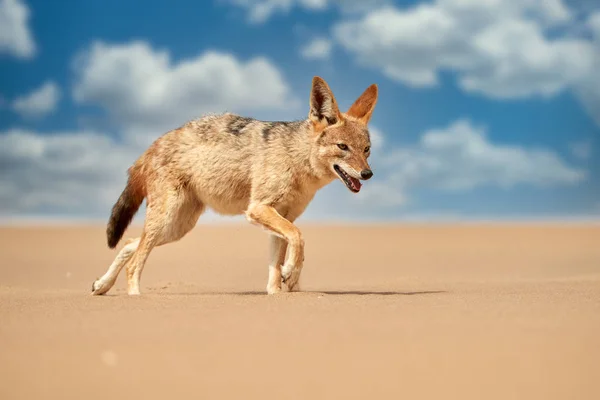 Isolated African Canid Black Backed Jackal Canis Mesomelas Hunting Sand — Stok fotoğraf