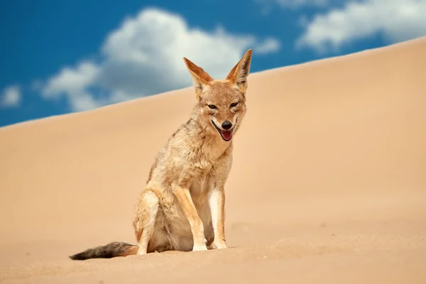 Isolated African Canid Black Backed Jackal Canis Mesomelas Hunting Sand — стокове фото