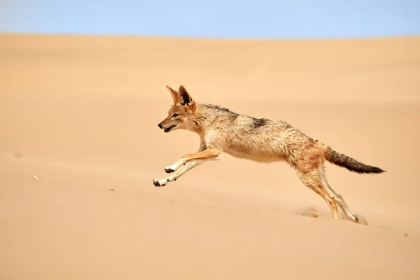 Canídeos Africanos Isolados Chacal Negro Canis Mesomelas Caçando Duna Areia — Fotografia de Stock