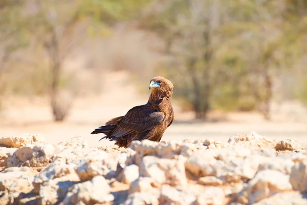 Bateleur Terathopius Ecaudatus Águila Suelo Rocoso Bebiendo Abrevadero Contra Desierto — Foto de Stock